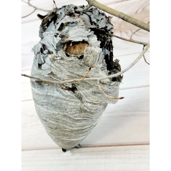 Large Real Hornet's Nest Hive Paper Wasp Bee Decor From Utah Mountains 10" x 6" - Picture 7 of 11